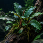 Bucephalandra care guide showing dark green leaves with white speckles and blue violet hues successfully attached to aquarium driftwood.