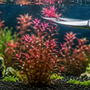 Rotala Wallichii Care Guide: How to Get the Pink Color (And Stop It From Melting)