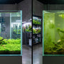 Side-by-side comparison of a crystal clear planted aquarium next to a murky green tank suffering from a severe hair algae infestation.
