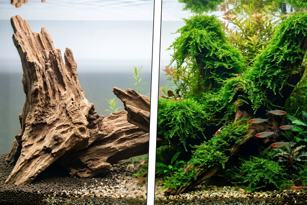 Before and after aquascape transformation showing bare driftwood versus a natural, aged ecosystem covered in lush Christmas Moss.