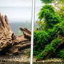 Before and after aquascape transformation showing bare driftwood versus a natural, aged ecosystem covered in lush Christmas Moss.