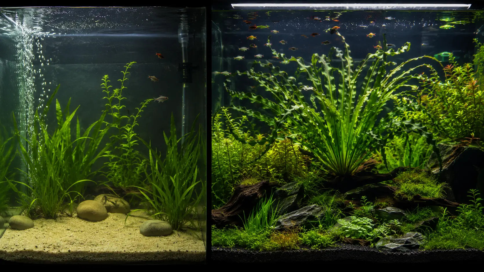Split screen comparison of a basic, sparse aquarium next to a stunning aquascape featuring a massive Crinum calamistratum centerpiece.