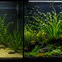 Split screen comparison of a basic, sparse aquarium next to a stunning aquascape featuring a massive Crinum calamistratum centerpiece.