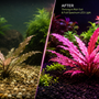 Comparison shot of a dull planted tank versus a thriving high-tech aquarium with vibrant pink Cryptocoryne Pink Flamingo leaves due to high light and CO2 injection.