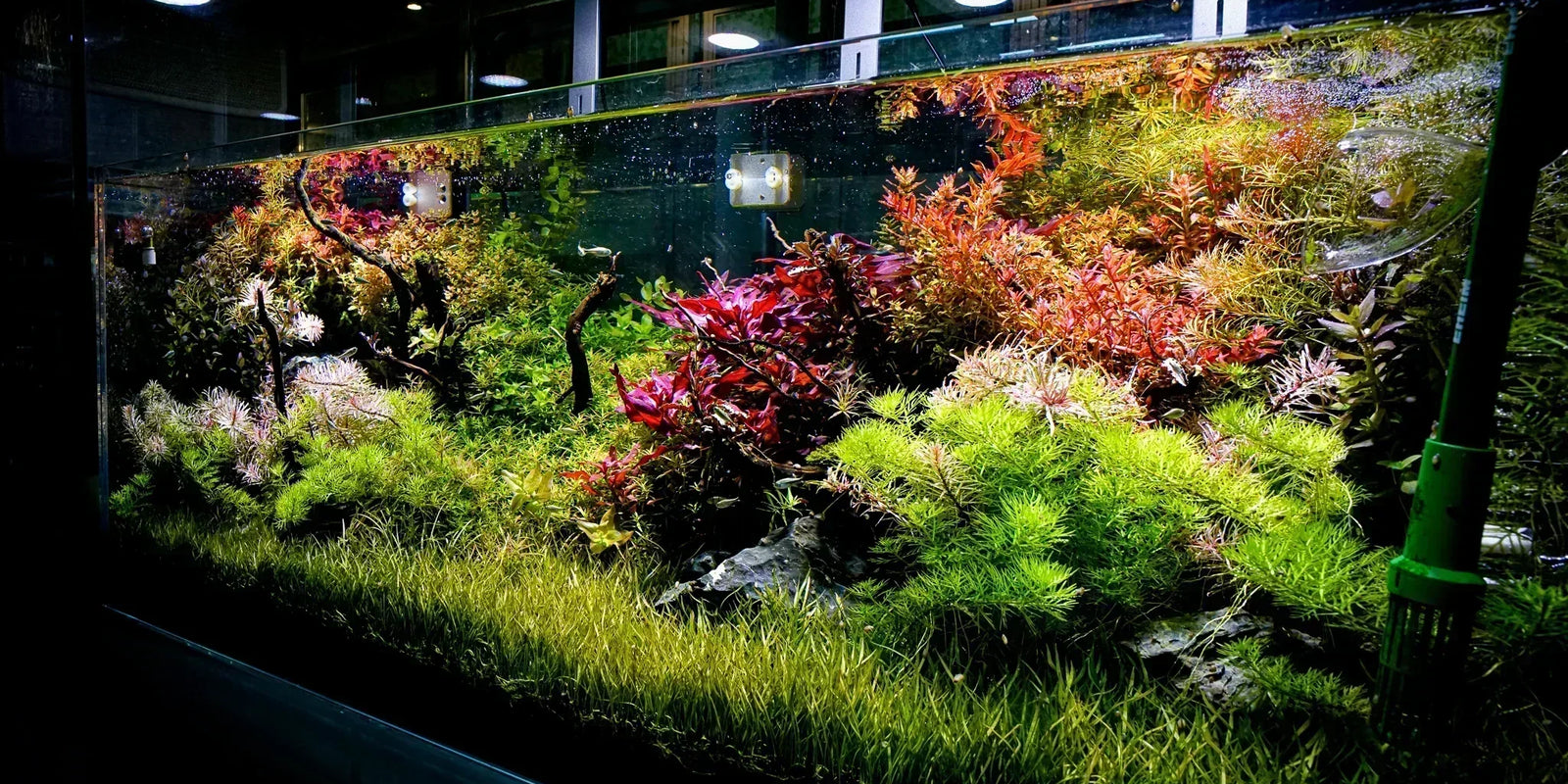 Aquascaping for Advanced Tanks: Master Pro Techniques & Designs