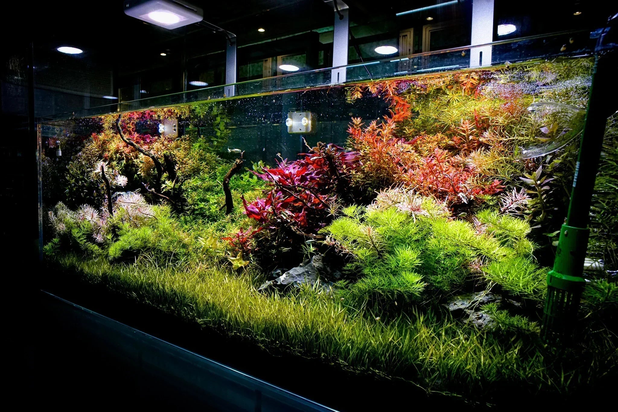 Aquascaping for Professional Tanks: Stunning Designs That Impress