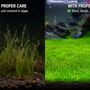 Split screen showing dying, algae-covered dwarf hairgrass without CO2 on the left, compared to a lush, dense, vibrant green dwarf hairgrass carpet with proper CO2 and lighting on the right.
