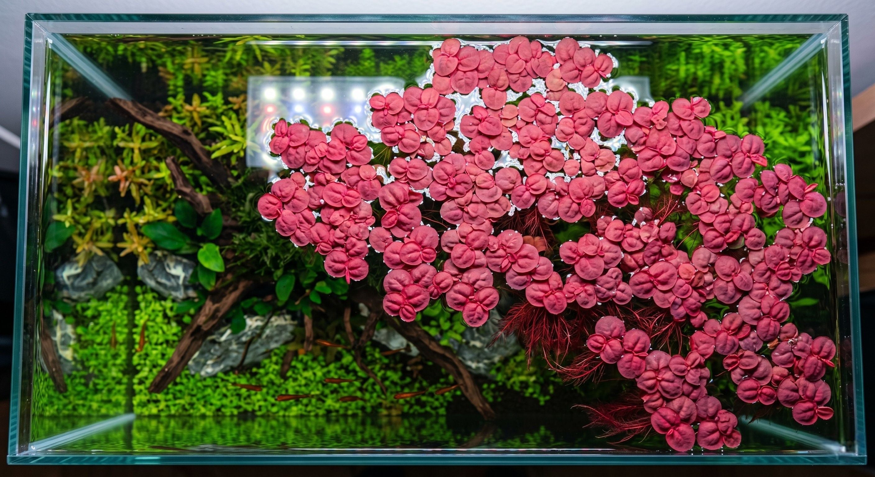 Planted aquarium before and after adding a floating plants canopy to the surface for natural algae control, nutrient export, and aesthetic aquascaping.