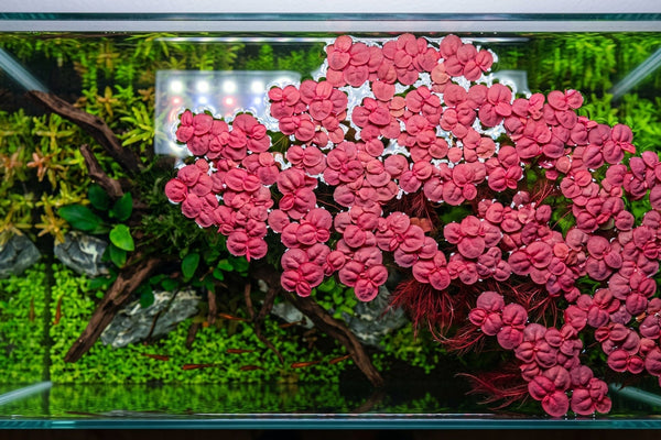Planted aquarium before and after adding a floating plants canopy to the surface for natural algae control, nutrient export, and aesthetic aquascaping.