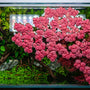 Planted aquarium before and after adding a floating plants canopy to the surface for natural algae control, nutrient export, and aesthetic aquascaping.