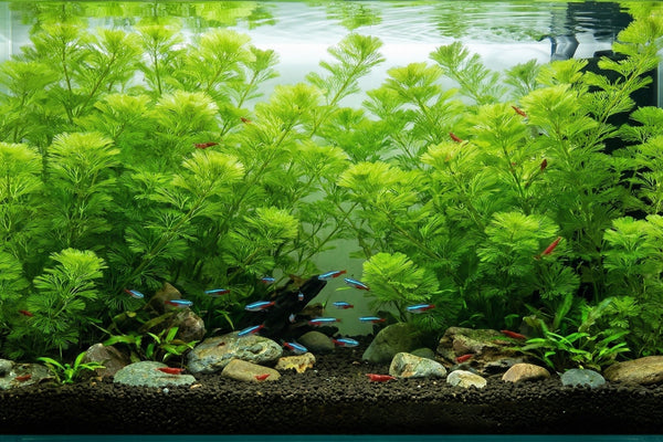 Lush Green Cabomba (Cabomba caroliniana) plants swaying gently in a fully planted aquarium with tiny fish.