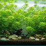 Lush Green Cabomba (Cabomba caroliniana) plants swaying gently in a fully planted aquarium with tiny fish.