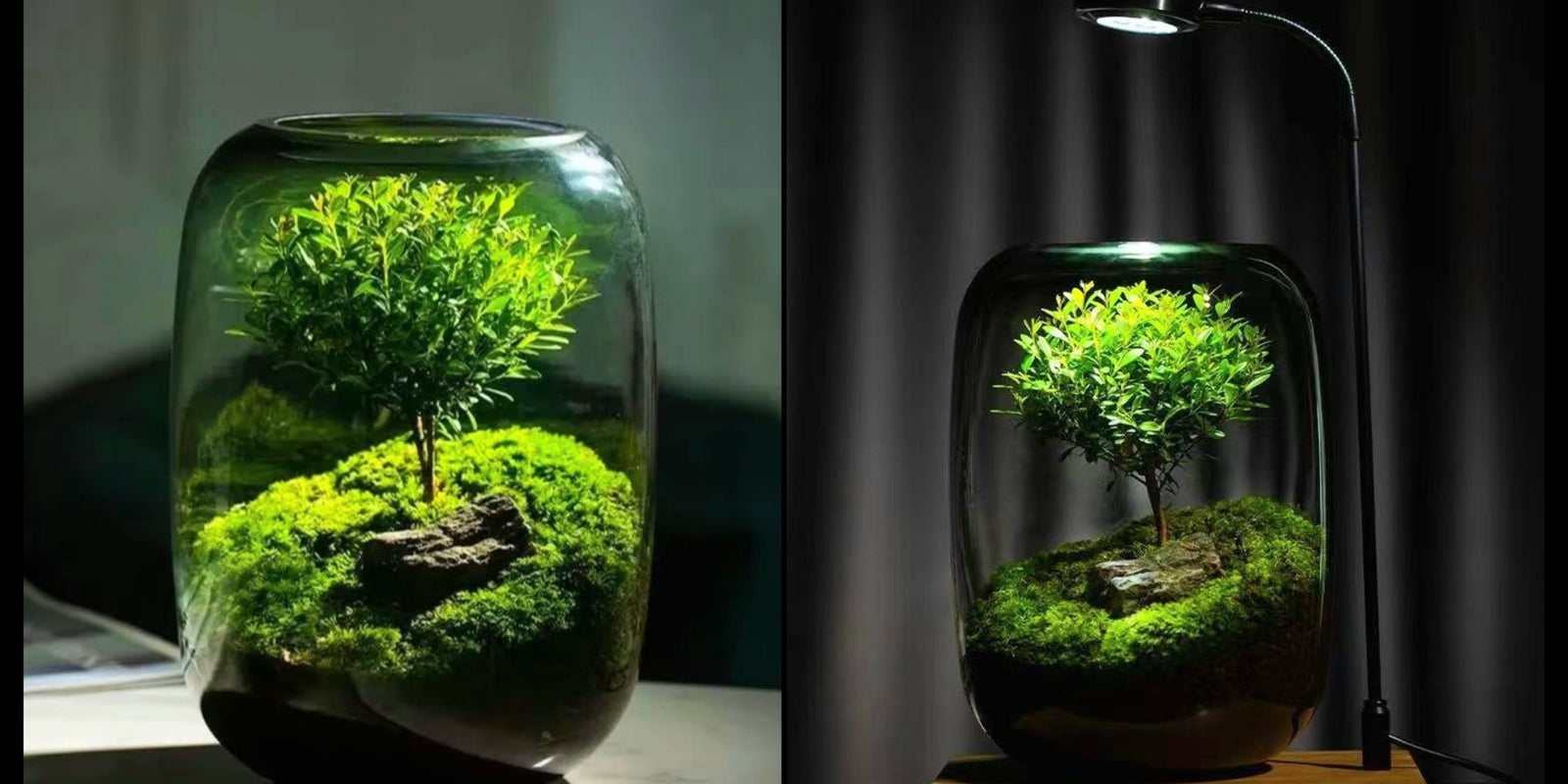 Tree of Life - Moss Microlandscape [Including Internal Plants + Decoration]