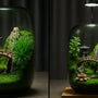 Pavilions Moss Microecological Landscape [Including Internal Plants + Decoration]
