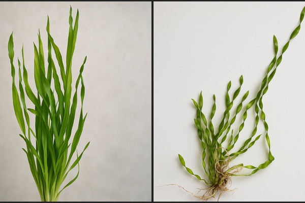 The Most Unique Aquatic Plant: Corkscrew Val