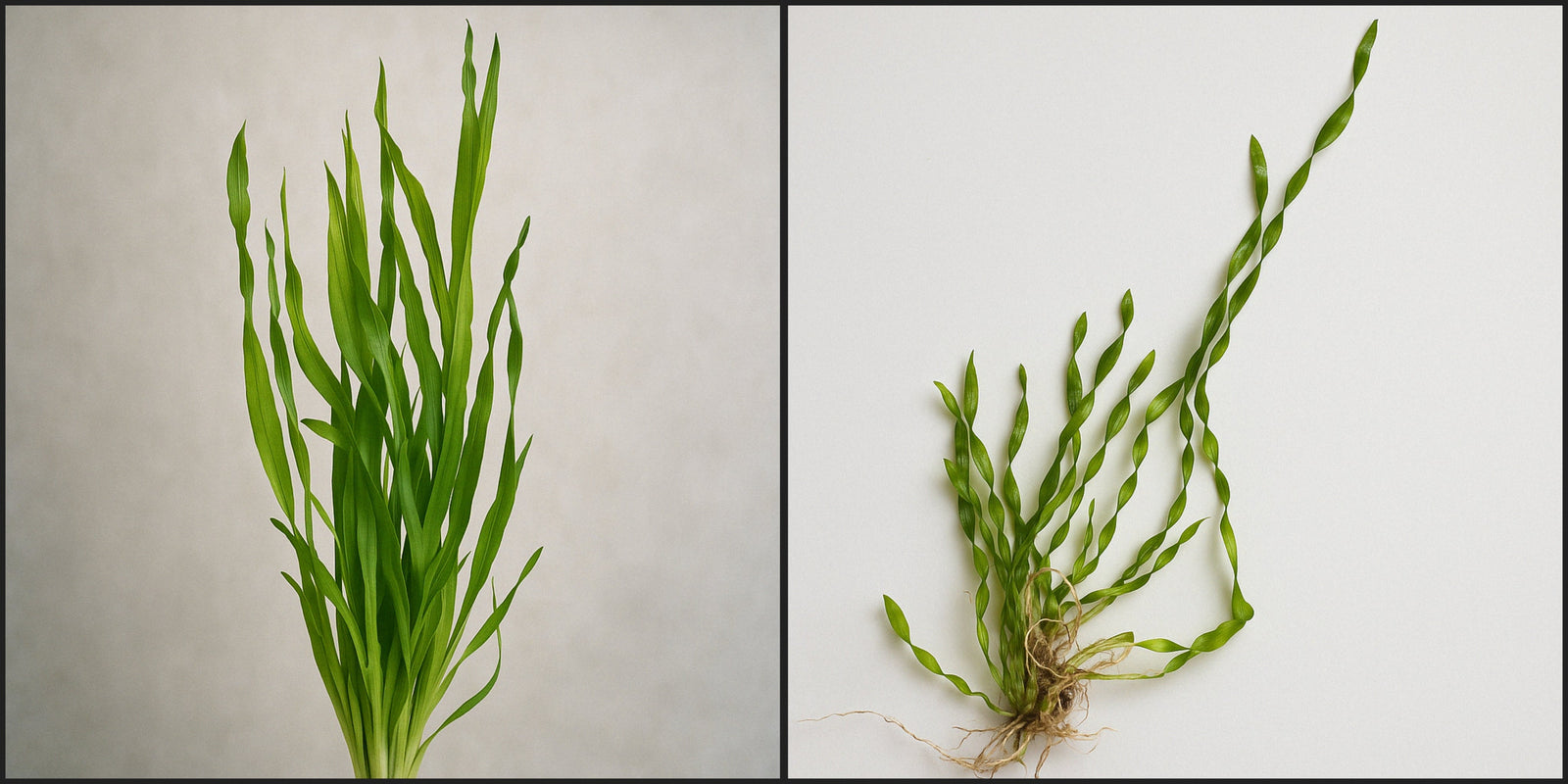 The Most Unique Aquatic Plant: Corkscrew Val