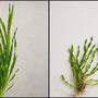 The Most Unique Aquatic Plant: Corkscrew Val