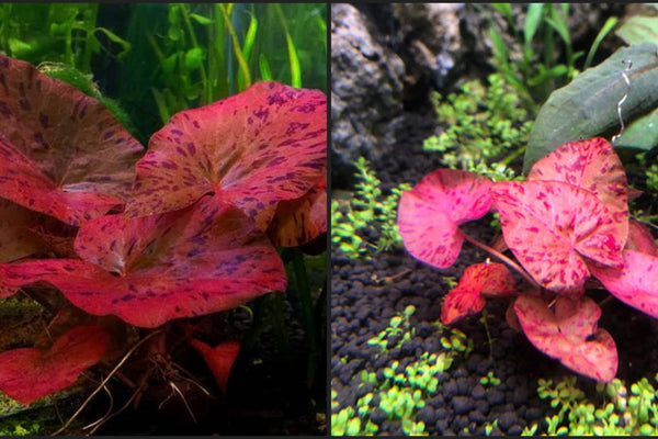 The Most Eye-Catching Tiger Lotus in Aquascaping