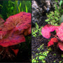The Most Eye-Catching Tiger Lotus in Aquascaping