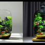 This Little Cloud Might Be the Most Beautiful Thing You Add to Your Tank This Year