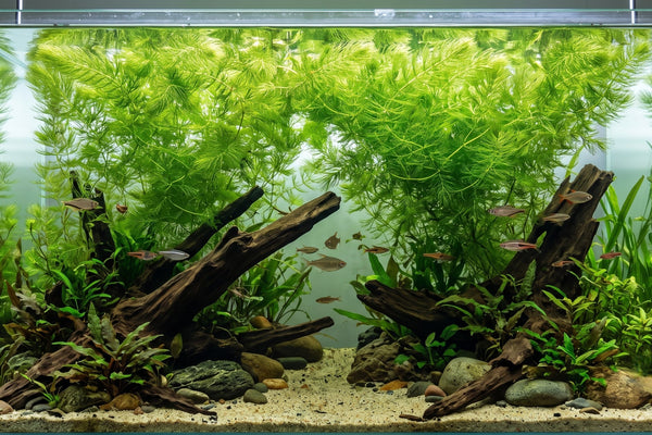 A crystal clear planted aquarium featuring lush green Hornwort (Ceratophyllum demersum) floating at the surface as a low-tech background cover for tropical fish.
