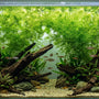 A crystal clear planted aquarium featuring lush green Hornwort (Ceratophyllum demersum) floating at the surface as a low-tech background cover for tropical fish.