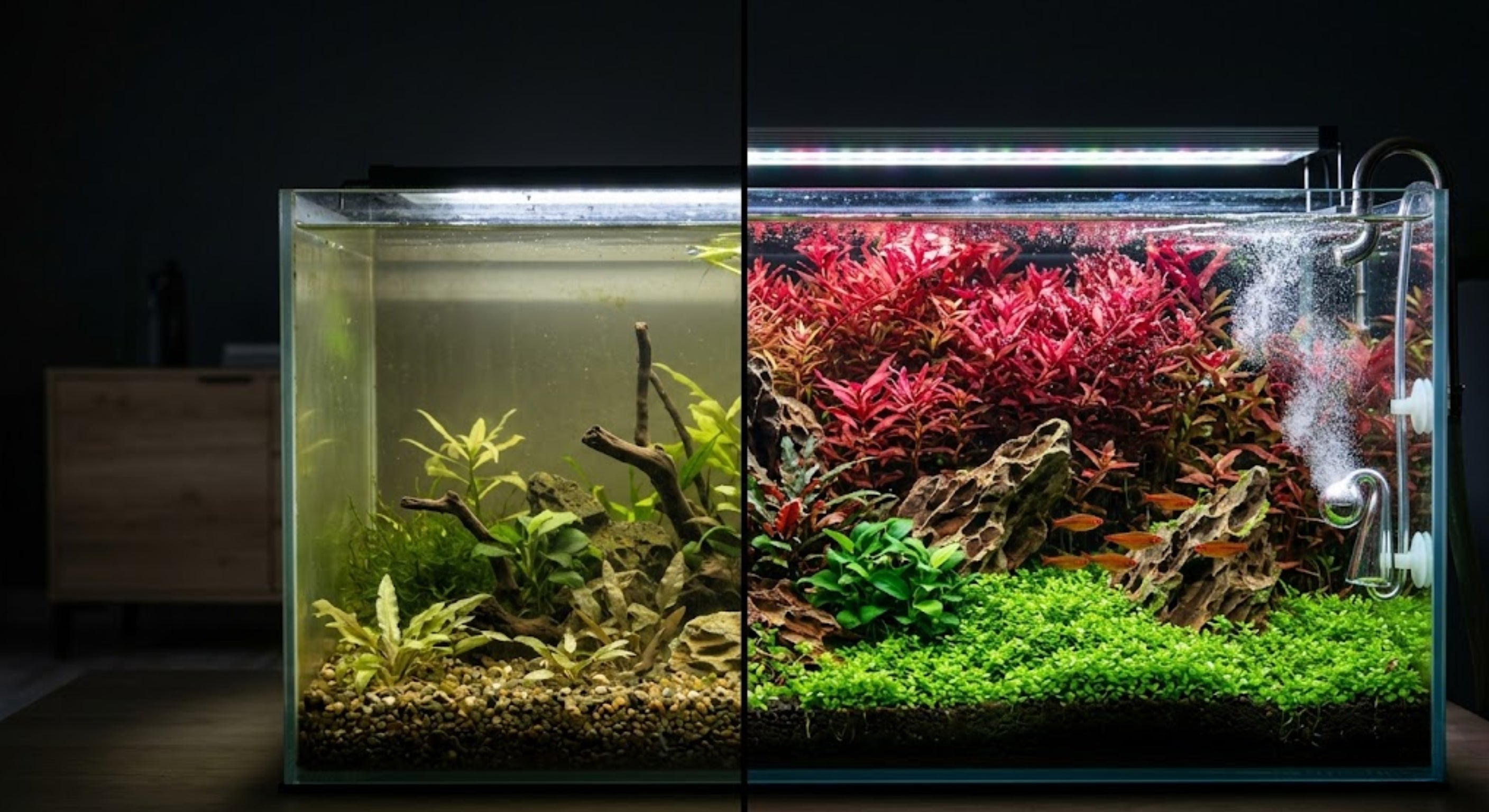Before and after CO2 injection in a planted aquarium showing enhanced red stem plant growth, oxygen pearling, and vibrant aquascaping transformation.