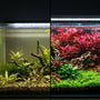 Before and after CO2 injection in a planted aquarium showing enhanced red stem plant growth, oxygen pearling, and vibrant aquascaping transformation.