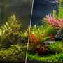 Before and after comparison of a planted aquarium showing the dramatic plant growth and vibrant red colors achieved with a complete CO2 system setup.