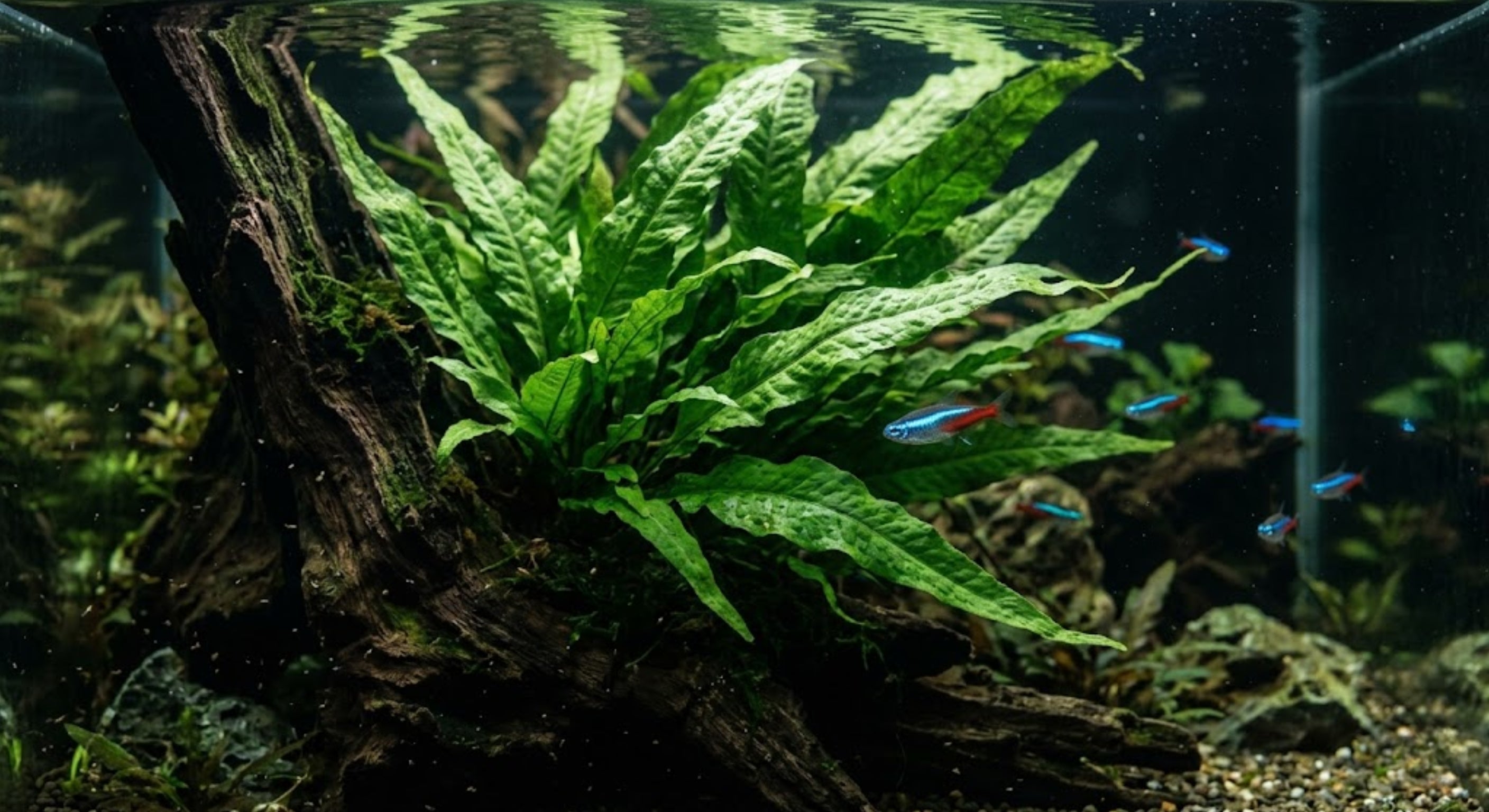 Lush green Java Fern attached to driftwood and Neon Tetra fish in a full aquarium.  Caption: Fig 1: Java Fern growing beautifully on a piece of driftwood. It is the best choice for low-tech aquariums.