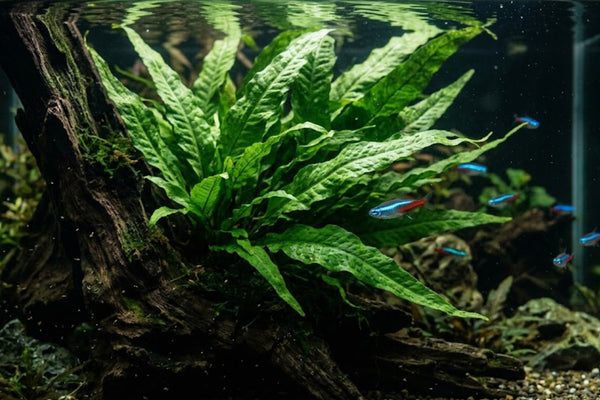 Lush green Java Fern attached to driftwood and Neon Tetra fish in a full aquarium.  Caption: Fig 1: Java Fern growing beautifully on a piece of driftwood. It is the best choice for low-tech aquariums.