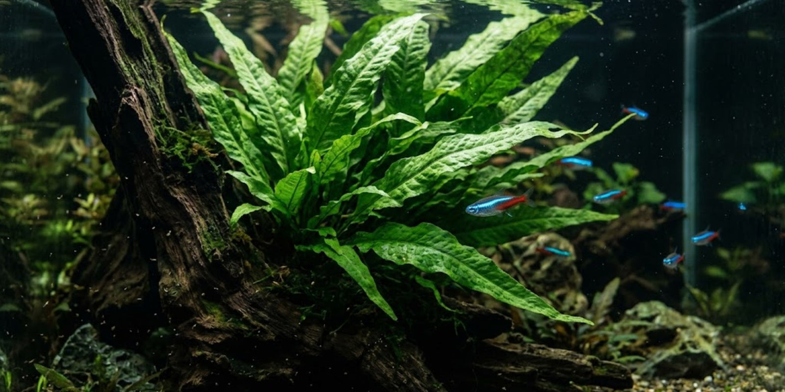 Lush green Java Fern attached to driftwood and Neon Tetra fish in a full aquarium.  Caption: Fig 1: Java Fern growing beautifully on a piece of driftwood. It is the best choice for low-tech aquariums.