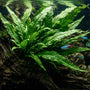 Lush green Java Fern attached to driftwood and Neon Tetra fish in a full aquarium.  Caption: Fig 1: Java Fern growing beautifully on a piece of driftwood. It is the best choice for low-tech aquariums.