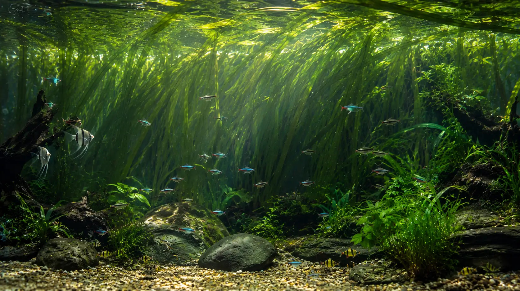 Lush jungle val aquarium plant growing in the background of a large planted fish tank without CO2.