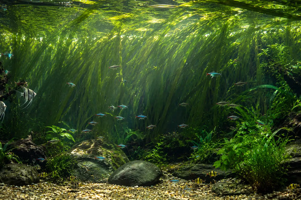 Lush jungle val aquarium plant growing in the background of a large planted fish tank without CO2.