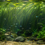 Lush jungle val aquarium plant growing in the background of a large planted fish tank without CO2.