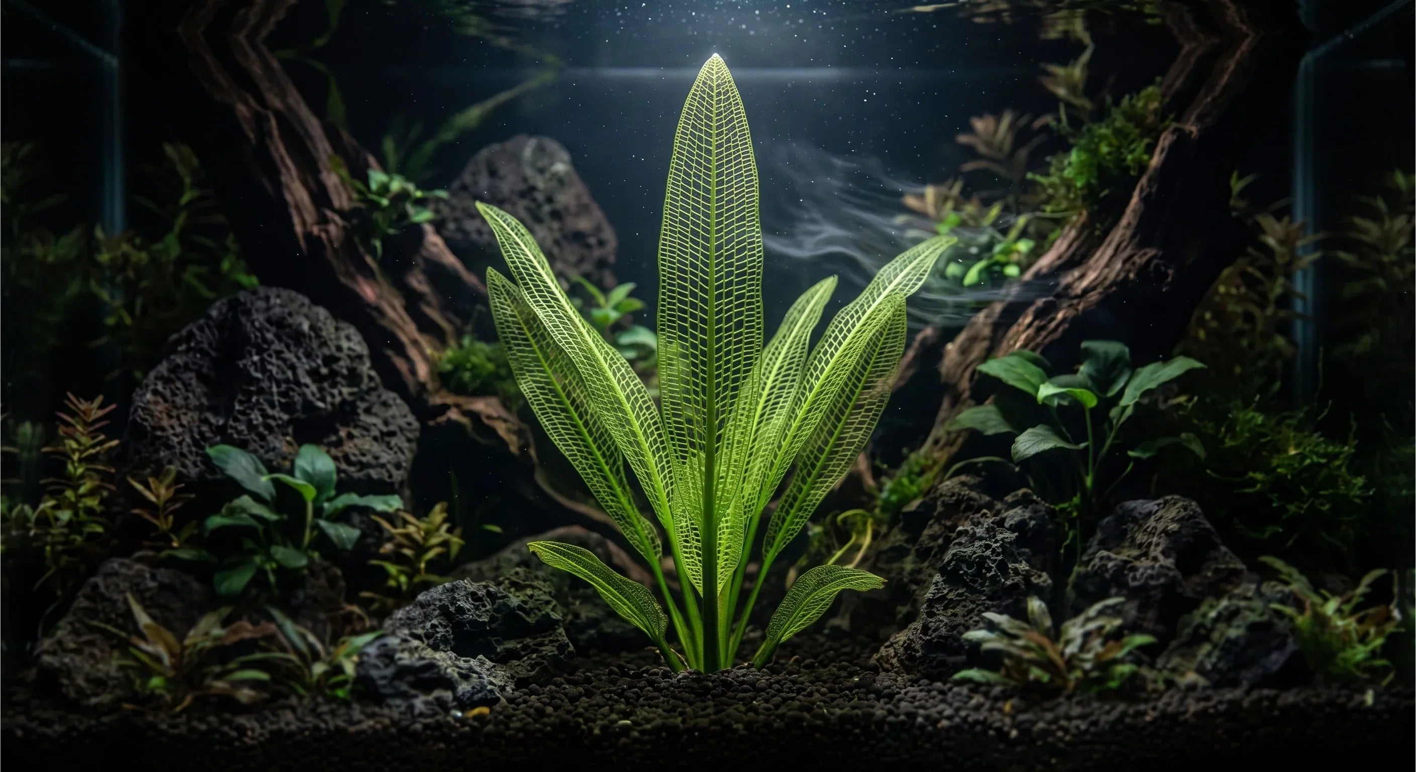 A stunning, fully grown Madagascar Lace Plant (Aponogeton madagascariensis) with pristine green lattice leaves serving as the centerpiece of a planted aquarium.