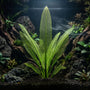 A stunning, fully grown Madagascar Lace Plant (Aponogeton madagascariensis) with pristine green lattice leaves serving as the centerpiece of a planted aquarium.
