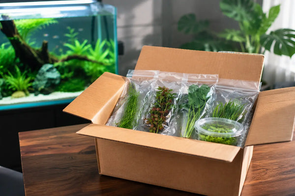 Open cardboard shipping box filled with safely packaged live mail order aquarium plants, tissue culture cups, and protective bubble wrap.
