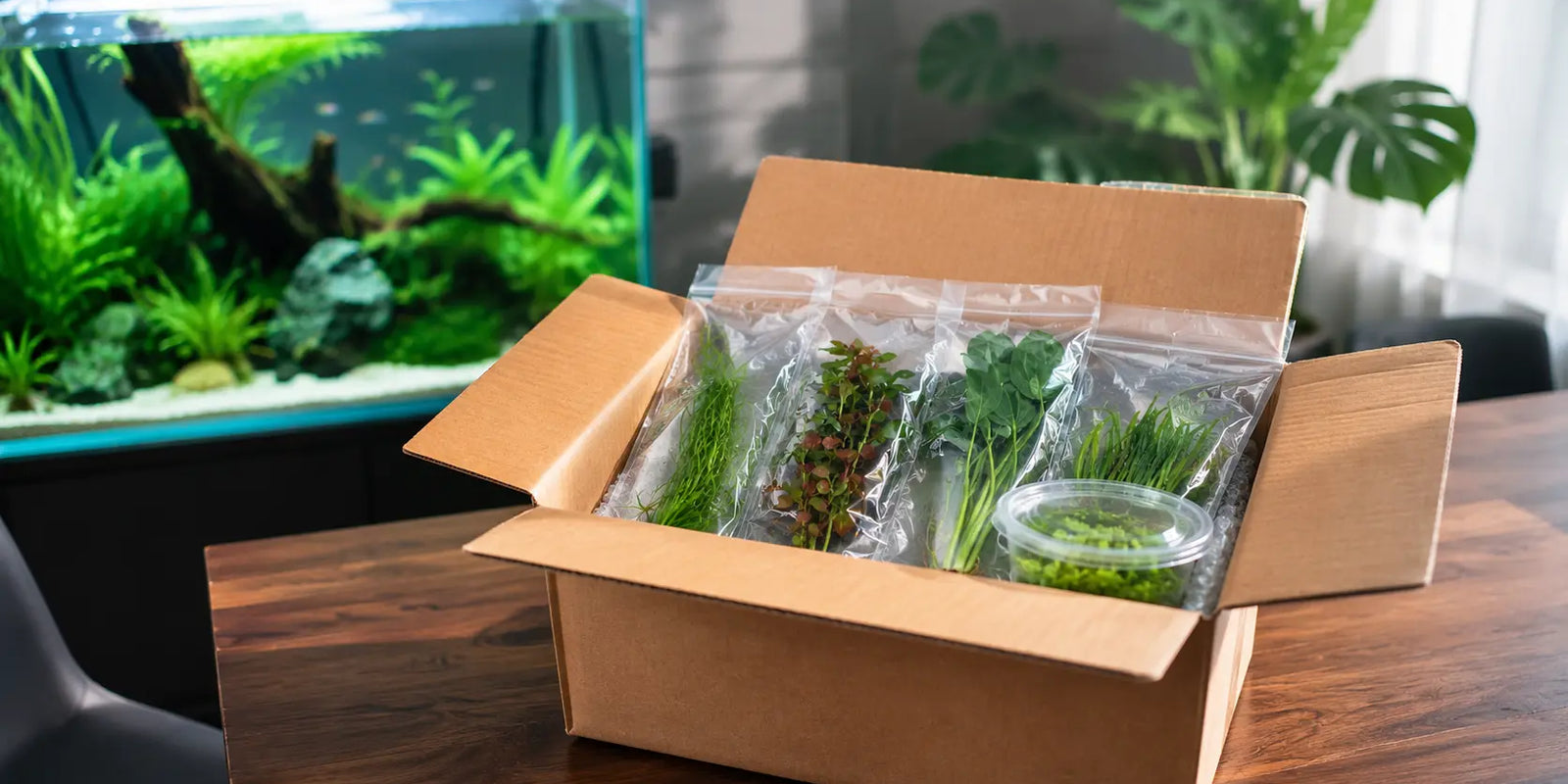 Open cardboard shipping box filled with safely packaged live mail order aquarium plants, tissue culture cups, and protective bubble wrap.