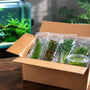 Open cardboard shipping box filled with safely packaged live mail order aquarium plants, tissue culture cups, and protective bubble wrap.