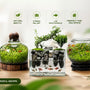Which Tiny Tank: Jarrarium vs Nano Bowl vs Paludarium comparison guide for beginners showing miniature self-sustaining ecosystems.