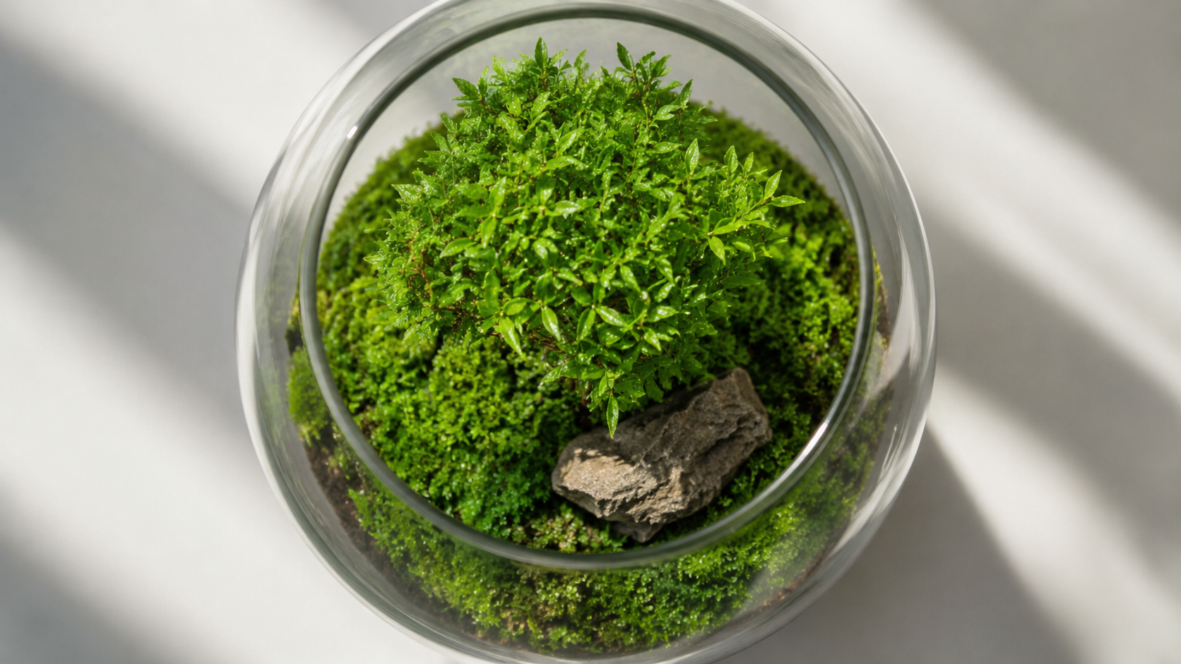 Top-down view of a minimalist modern closed terrarium featuring a single bonsai tree, clean moss carpet, and an accent stone inside a geometric glass vessel.