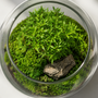 Top-down view of a minimalist modern closed terrarium featuring a single bonsai tree, clean moss carpet, and an accent stone inside a geometric glass vessel.