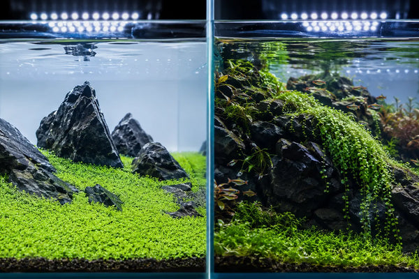 Split screen comparison of a perfectly flat, tight Glossostigma elatinoides carpet and a lush, cascading Monte Carlo aquascape in high-tech planted tanks.
