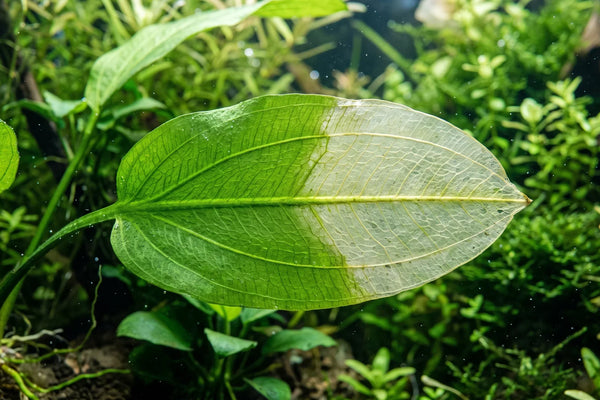 Aquarium plant leaves turning yellow from nitrogen deficiency, showing pale and translucent discoloration spreading across an older leaf.