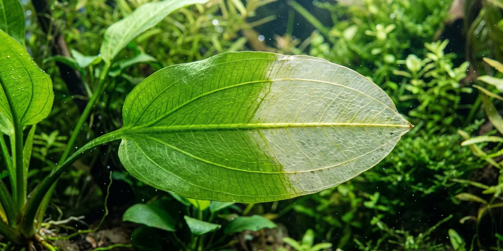 Aquarium plant leaves turning yellow from nitrogen deficiency, showing pale and translucent discoloration spreading across an older leaf.