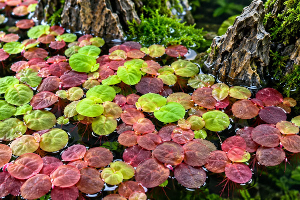 Vibrant Red Root Floater (Phyllanthus fluitans) plants showing green to deep red leaves floating calmly on the surface of a planted aquarium.