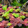 Vibrant Red Root Floater (Phyllanthus fluitans) plants showing green to deep red leaves floating calmly on the surface of a planted aquarium.