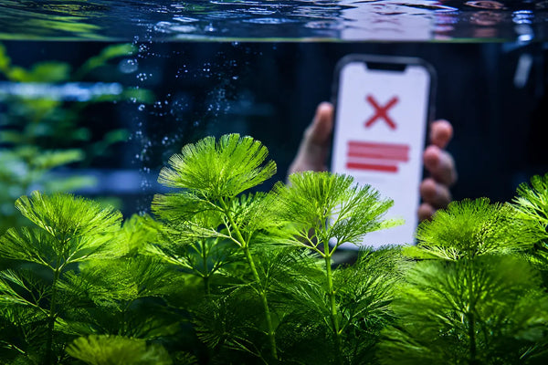 Smartphone displaying an online checkout shipping restriction error for live aquarium plants next to a planted tank.